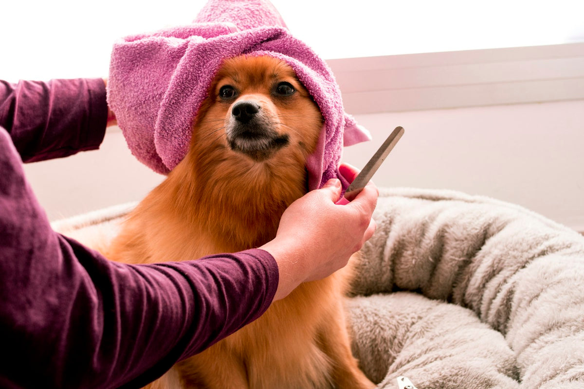 Dog being groomed with EmPAWium scrubber brush